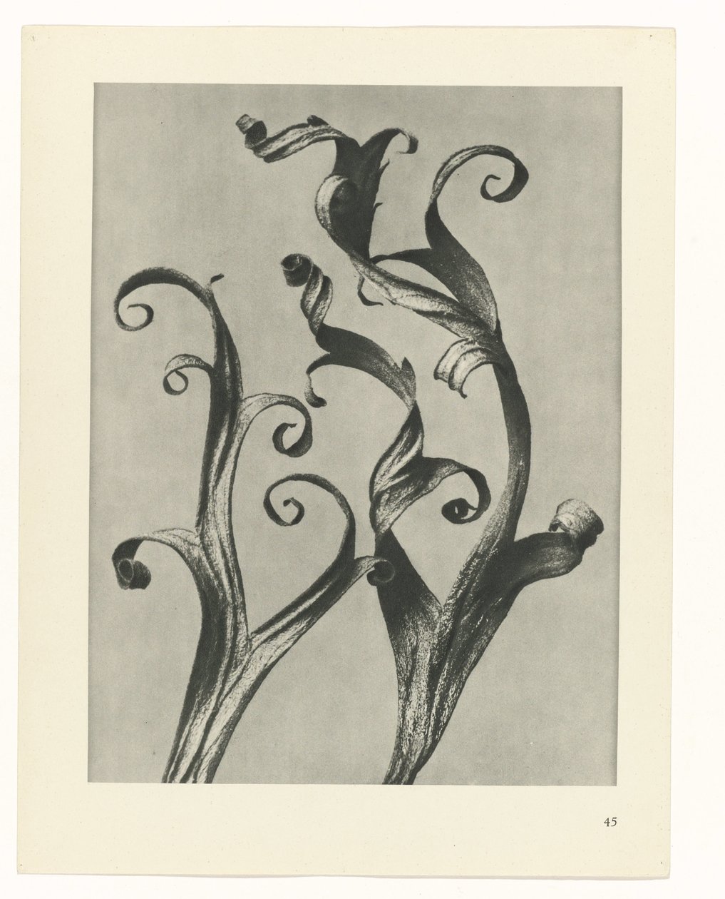 Étude de plante (série Urformen der Kunst) - Karl Blossfeldt