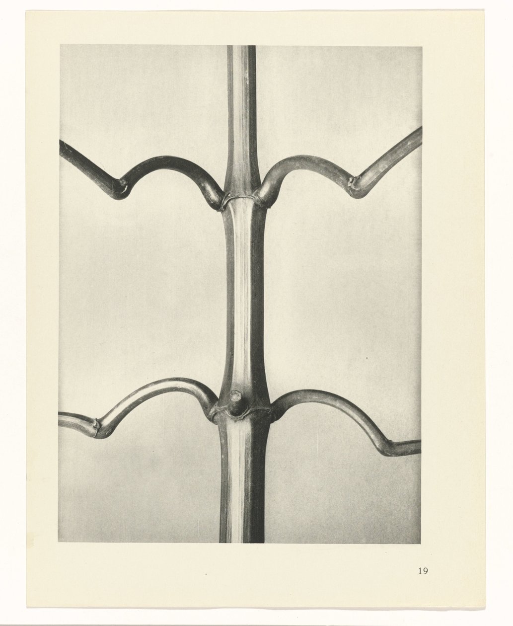 Étude de plante (Urformen der Kunst) - Karl Blossfeldt