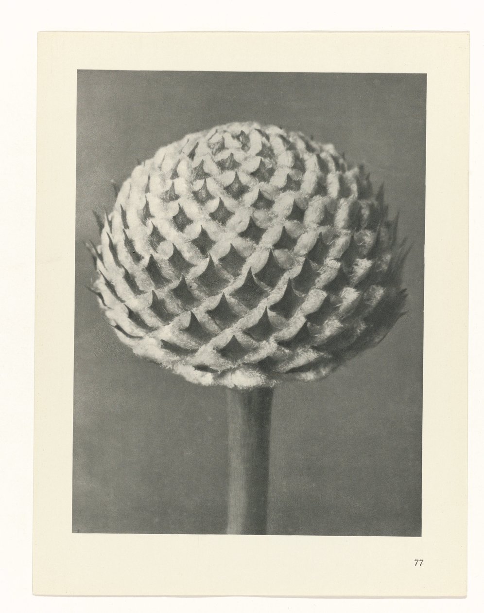 Étude de plante (Urformen der Kunst) - Karl Blossfeldt