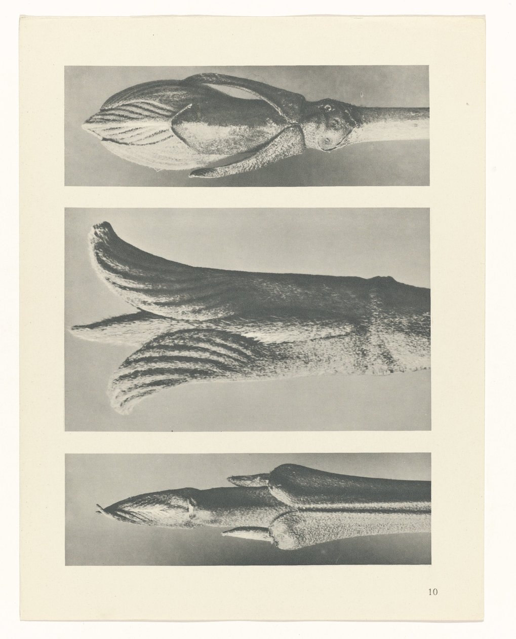 Étude de plante (Urformen der Kunst) - Karl Blossfeldt