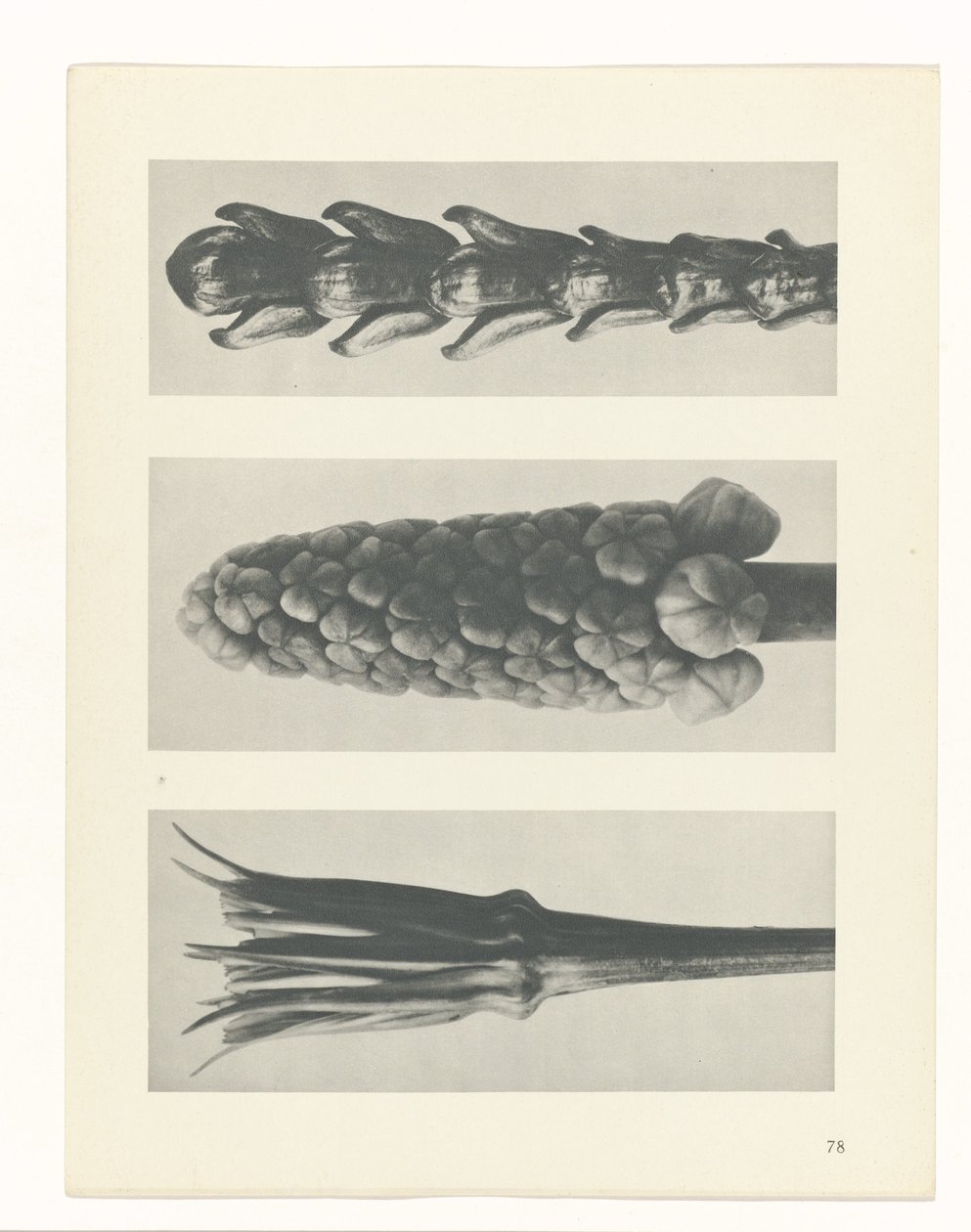 Étude de plante (Urformen der Kunst) - Karl Blossfeldt