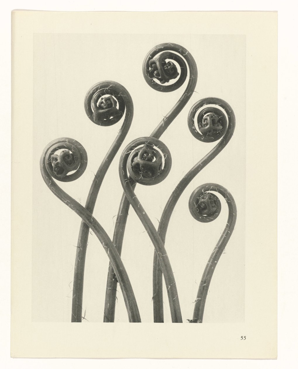 Étude de plante (Urformen der Kunst) - Karl Blossfeldt