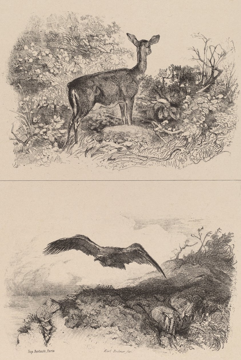 Biche, Aigle - Karl Bodmer