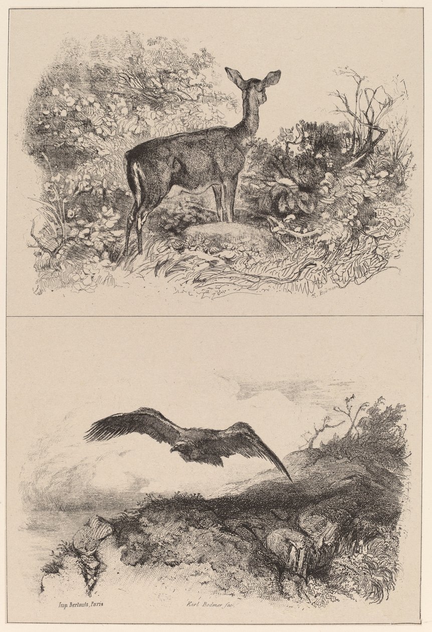 Biche, Aigle - Karl Bodmer