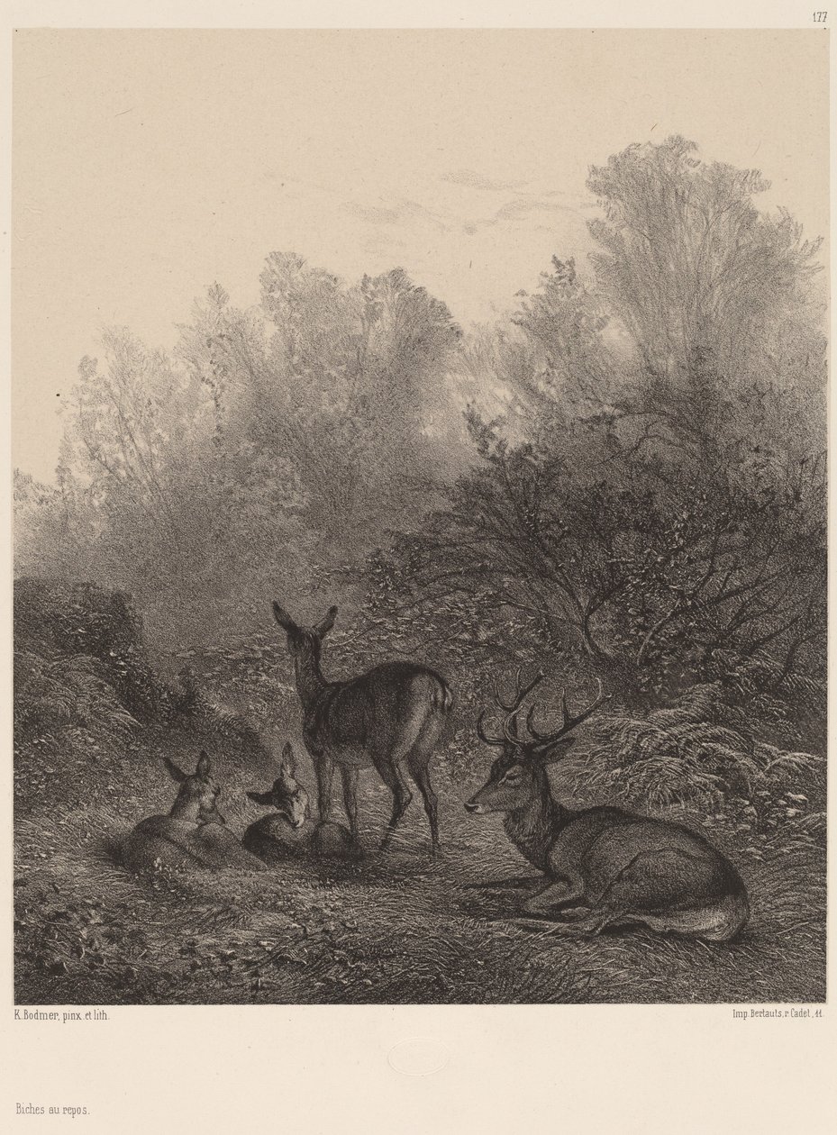 Biches au repos - Karl Bodmer