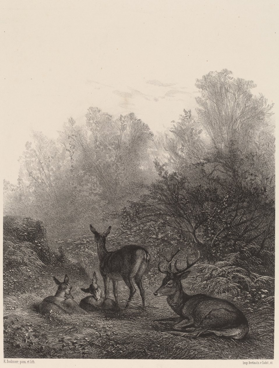 Biches au repos - Karl Bodmer