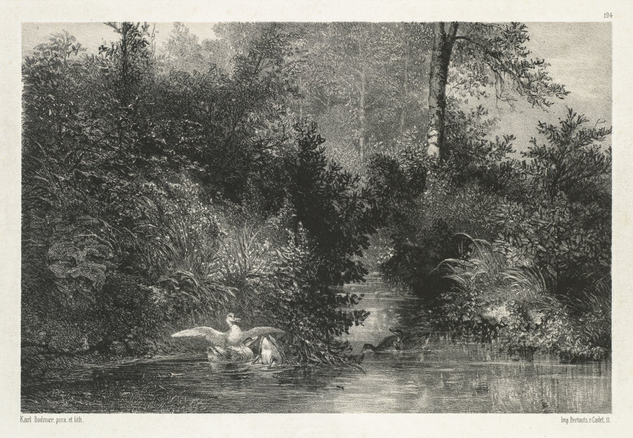 Canards - Karl Bodmer