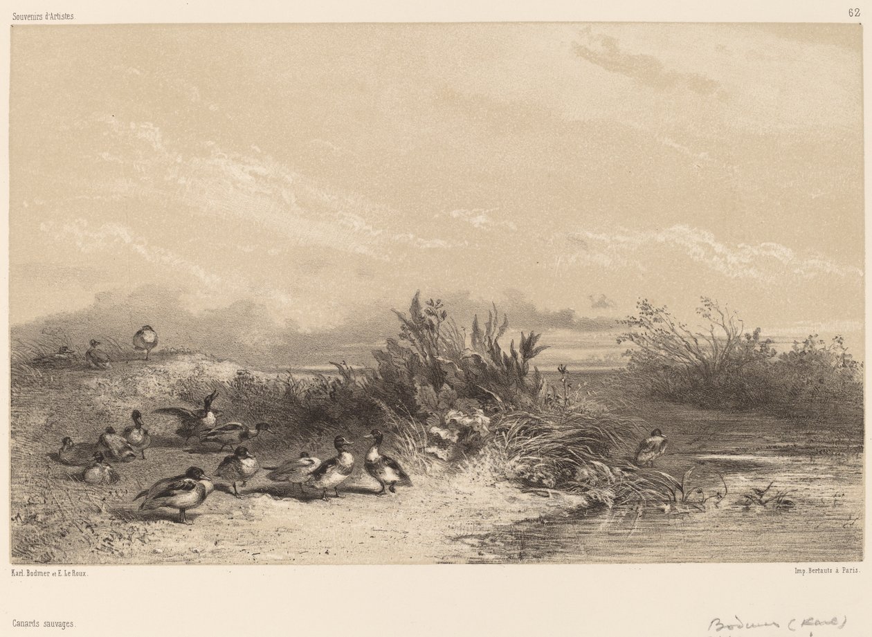 Canards sauvages - Karl Bodmer