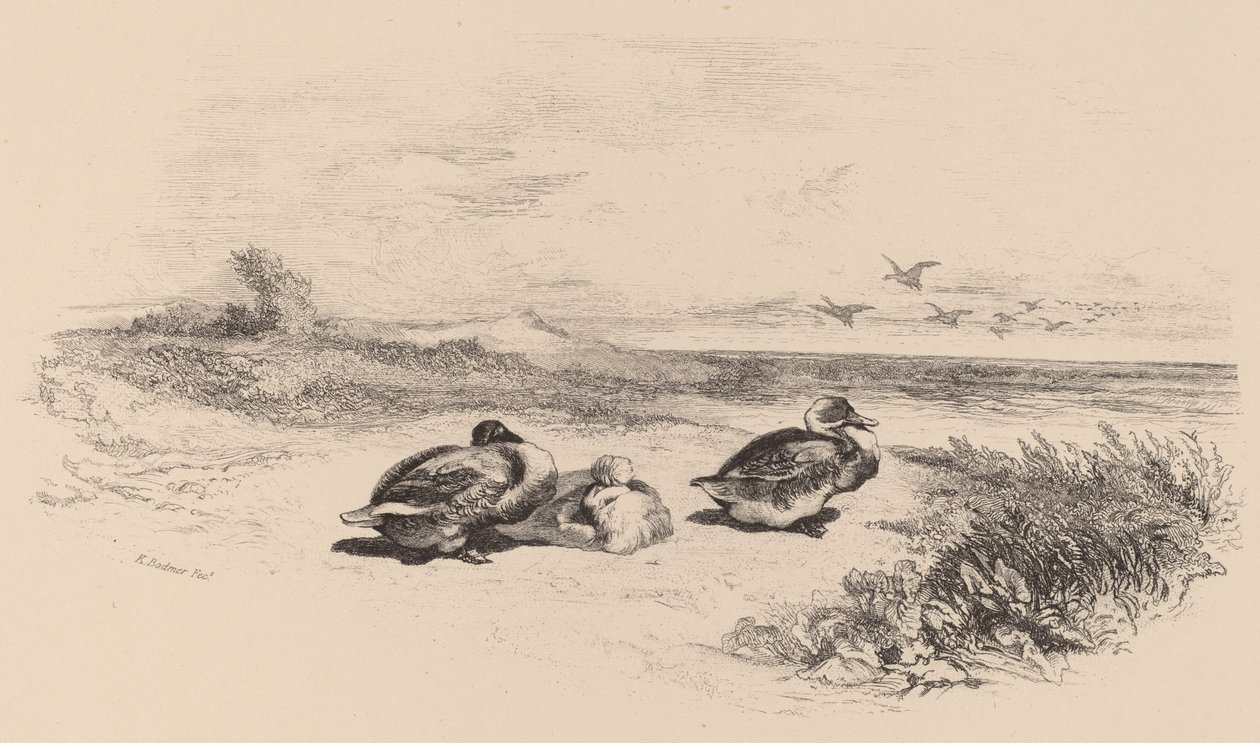 Canards sauvages - Karl Bodmer