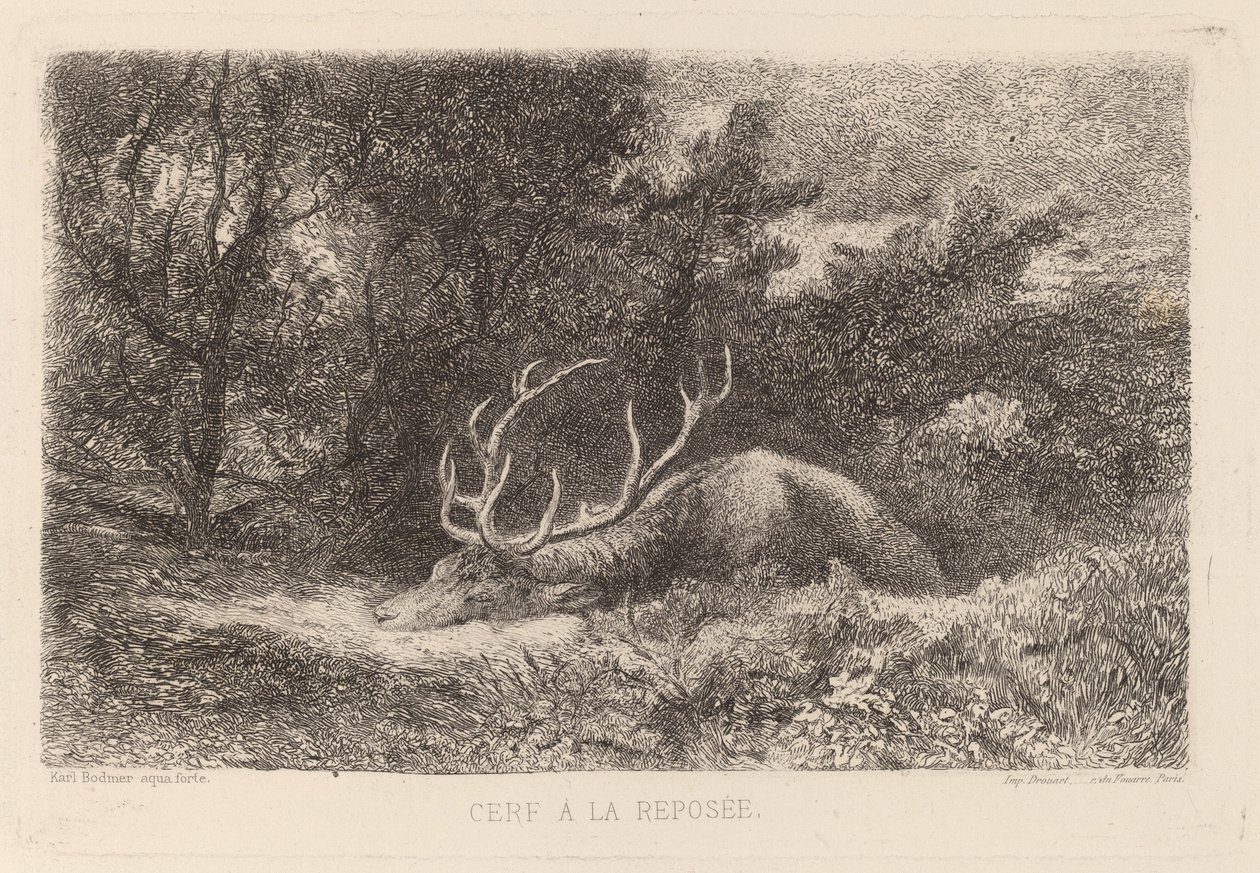 Cerf à la Reposée - Karl Bodmer