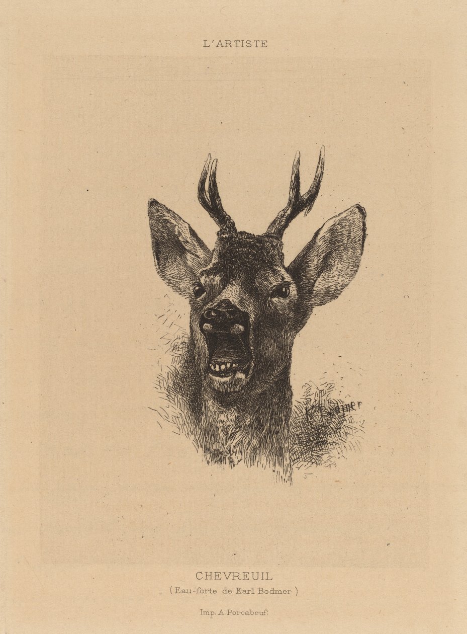 Chevreuil - Karl Bodmer