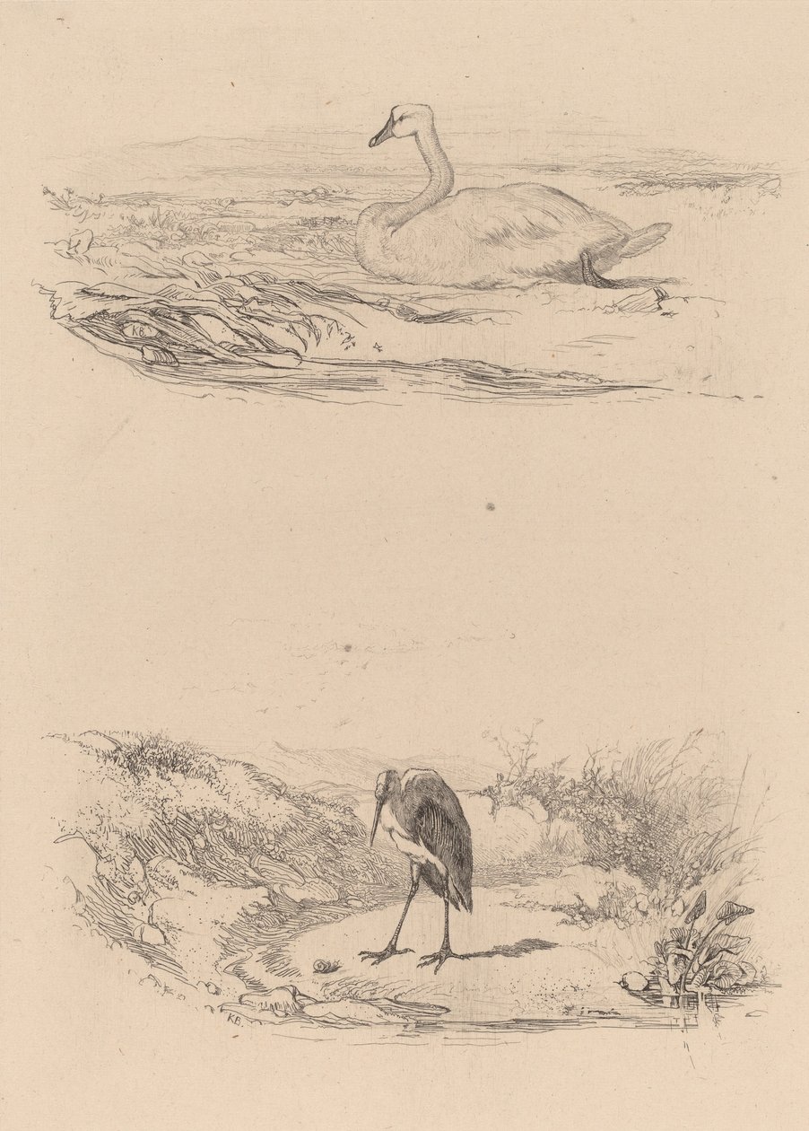 Cygne, héron - Karl Bodmer
