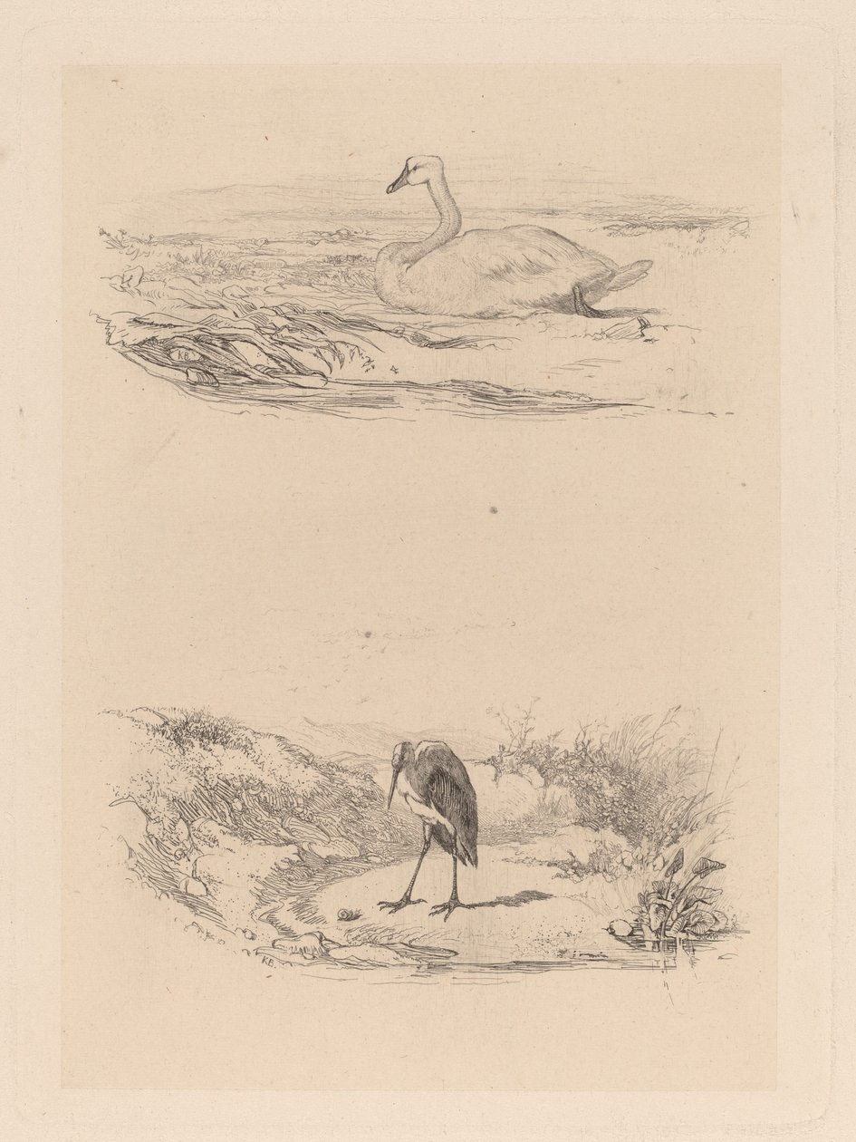 Cygne, héron - Karl Bodmer