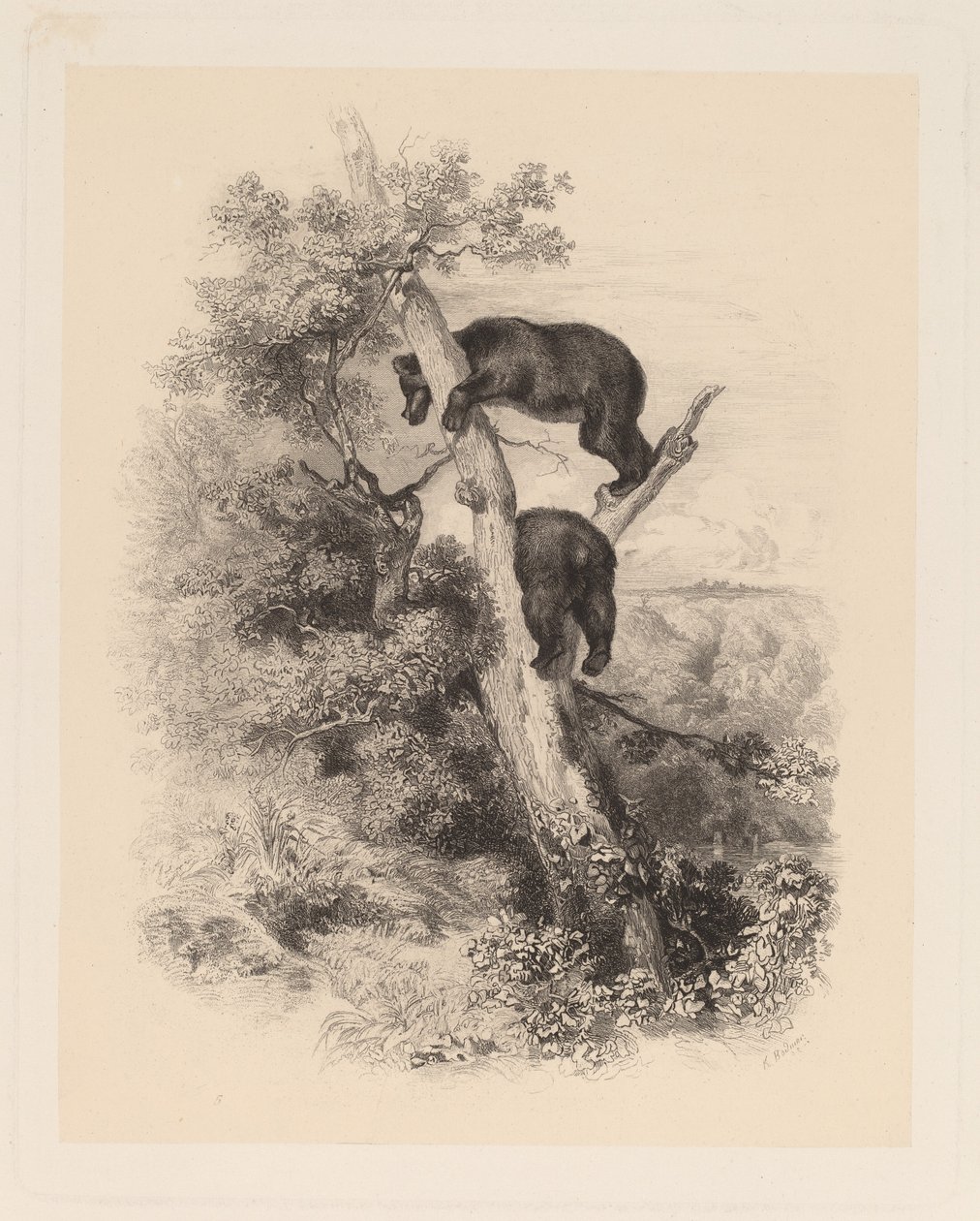 Deux ours - Karl Bodmer