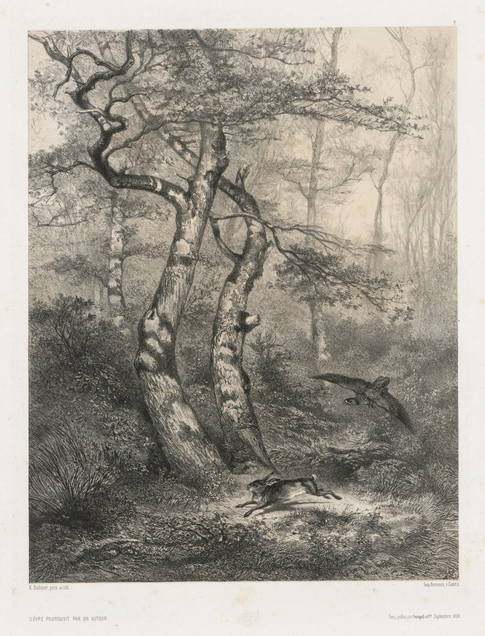 Lièvre poursuivi par un autour - Karl Bodmer
