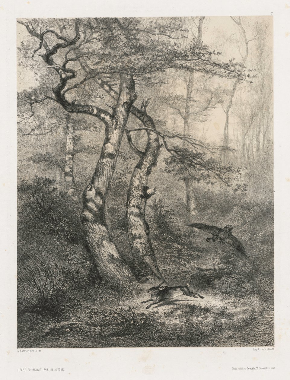 Lièvre poursuivi par un autour, 1858 - Karl Bodmer