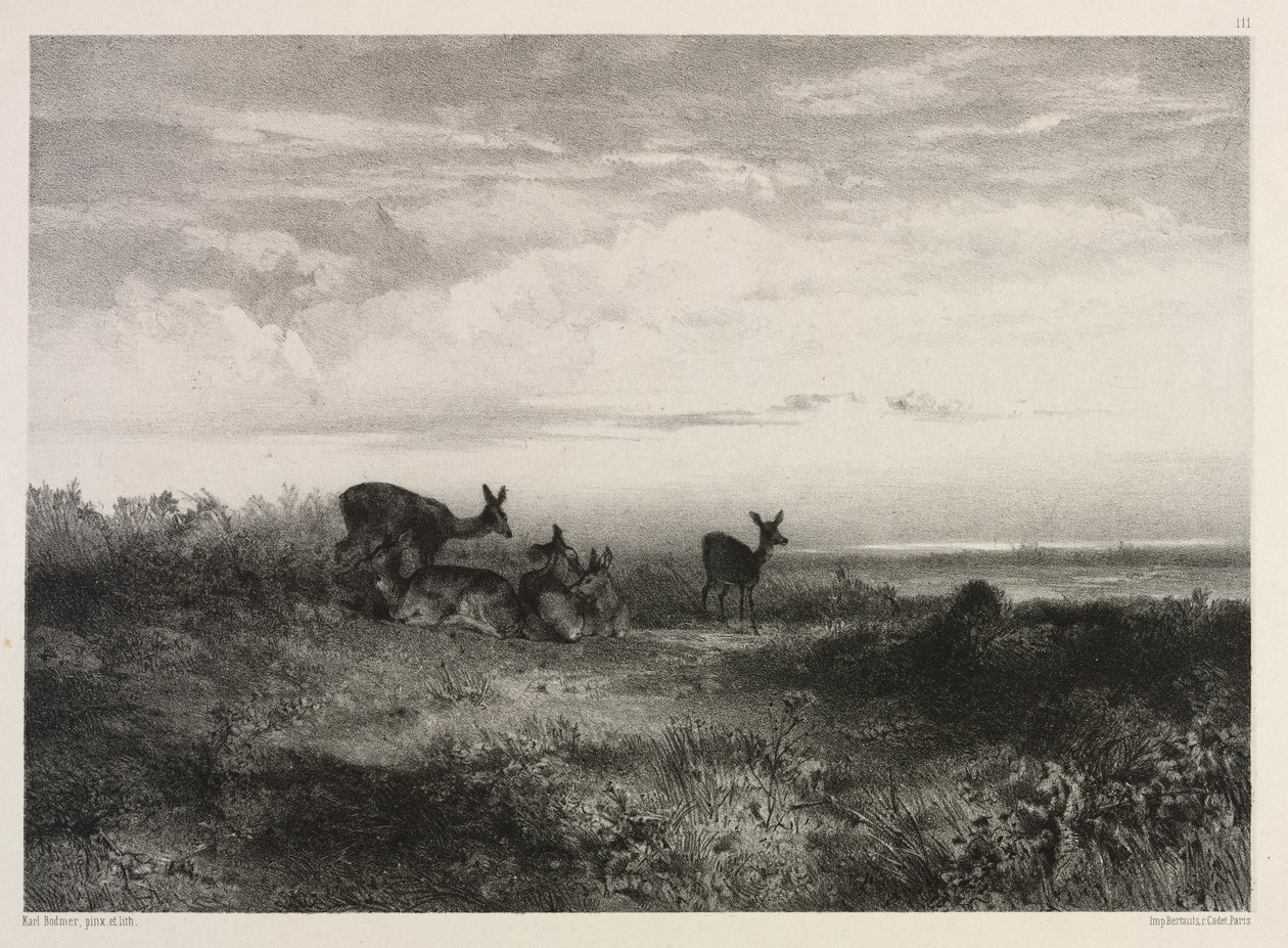 Paysage avec des cerfs - Karl Bodmer