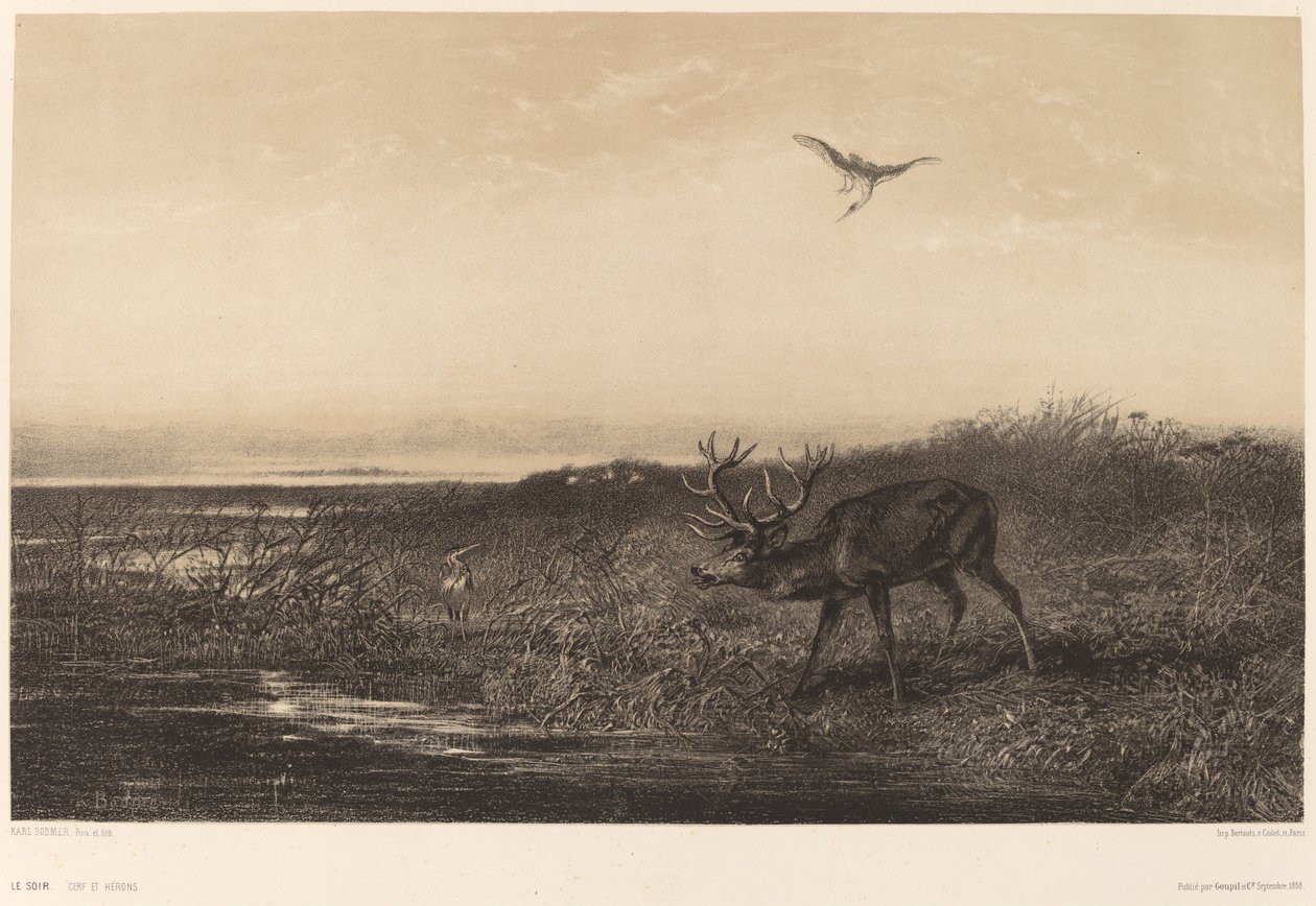 Le Soir. Cerf et hérons - Karl Bodmer