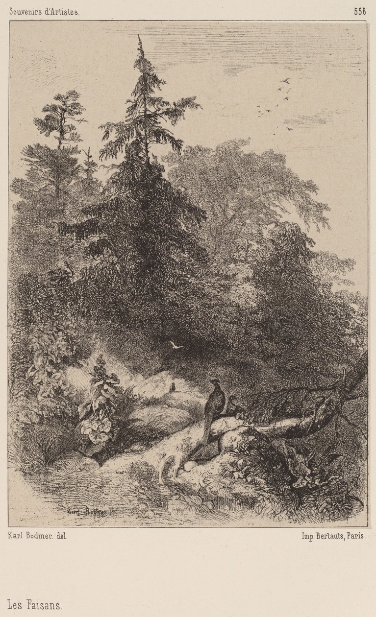 Les Faisans - Karl Bodmer