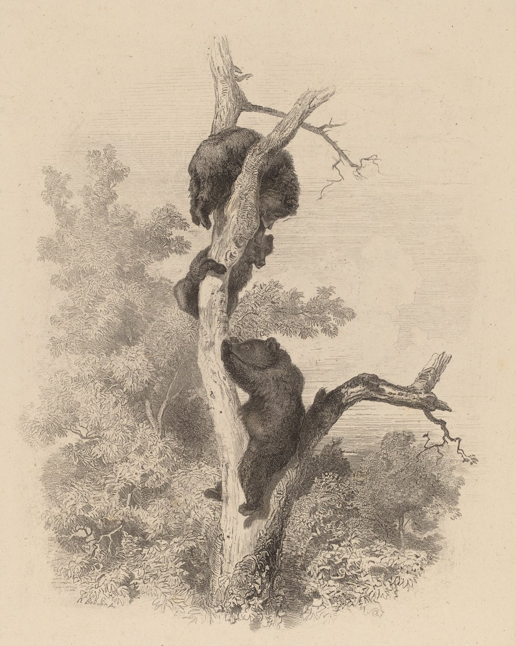 Les Ours, 1858-1874 - Karl Bodmer