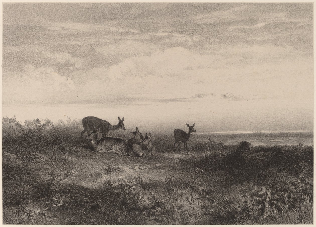 Les biches - Karl Bodmer