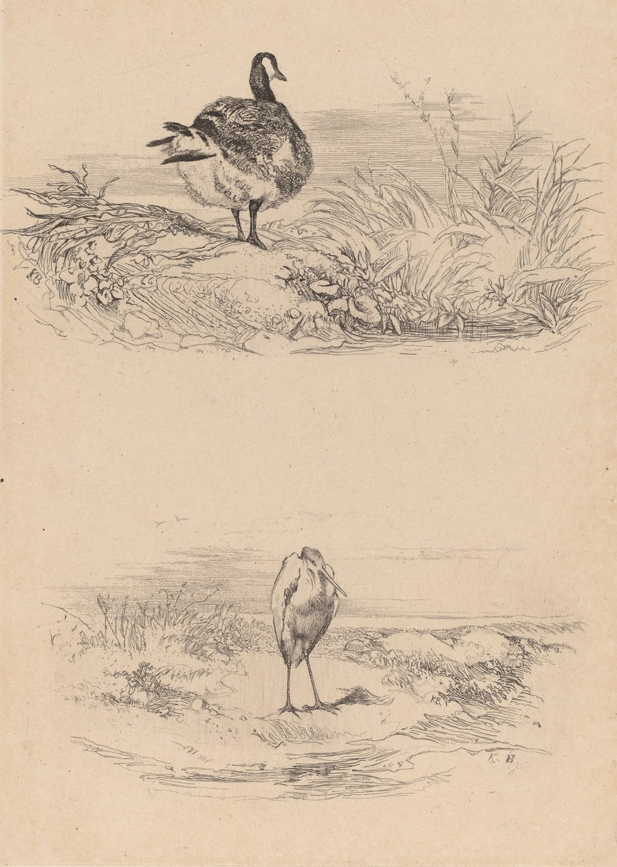 Oie, Héron - Karl Bodmer