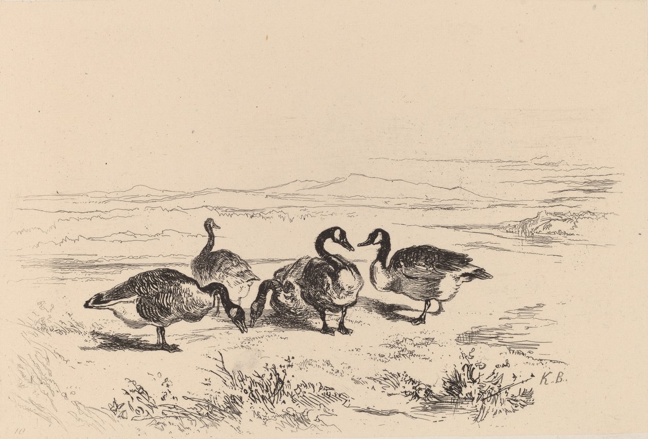Oies bernaches - Karl Bodmer