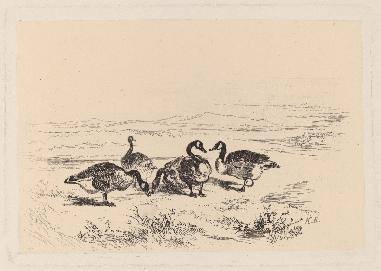 Oies bernaches - Karl Bodmer