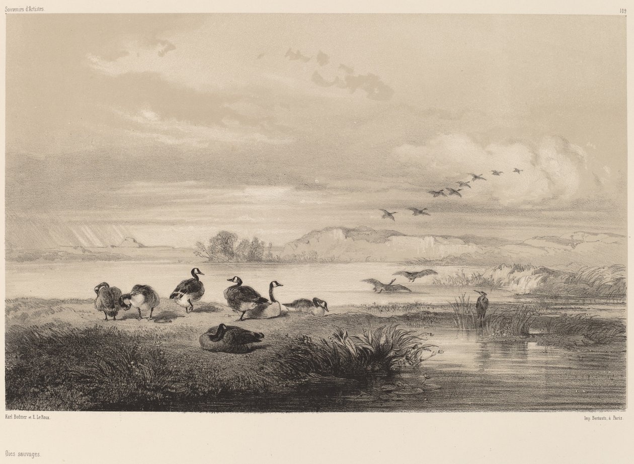 Oies sauvages - Karl Bodmer