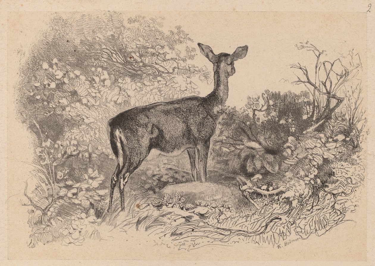 Une biche - Karl Bodmer