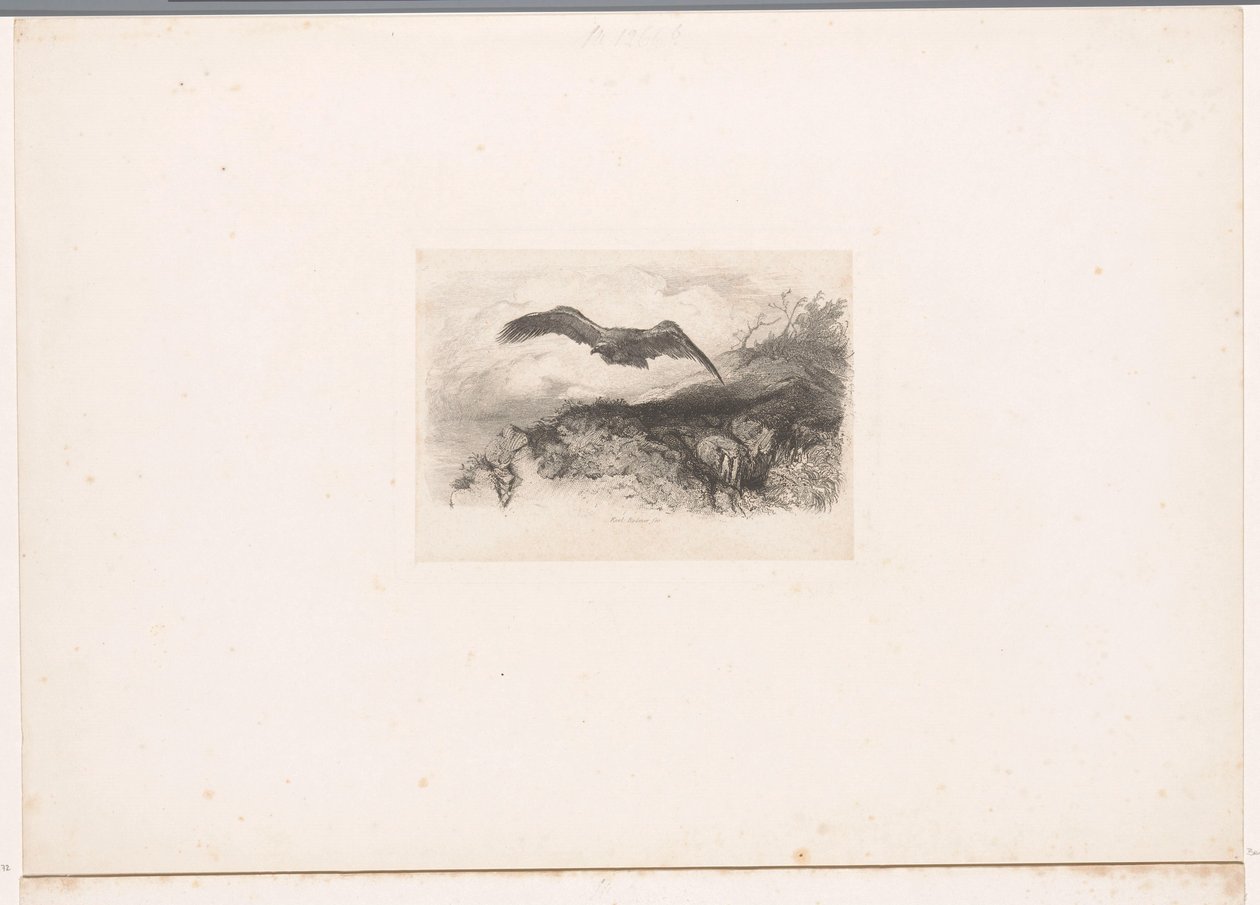 Aigle volant - Karl Bodmer
