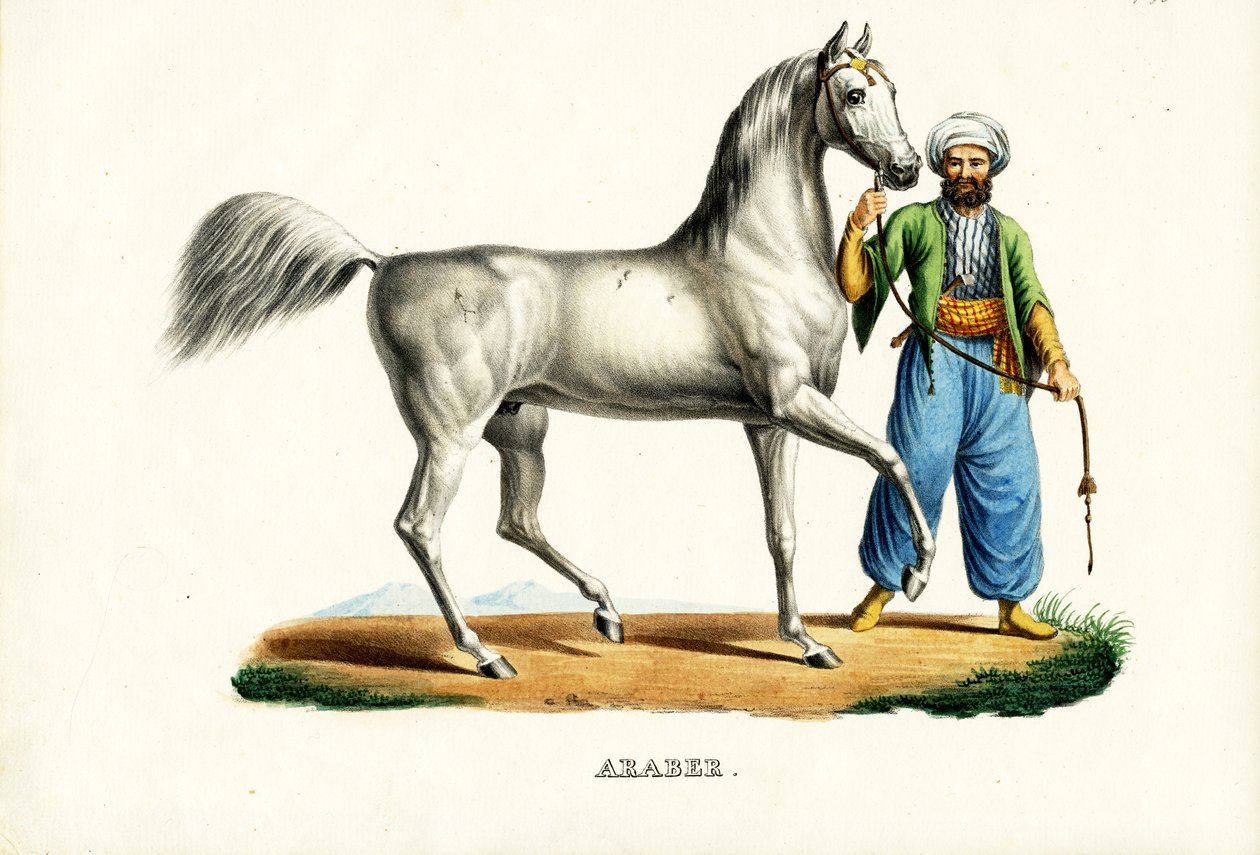 Cheval arabe, 1824 - Karl Joseph Brodtmann