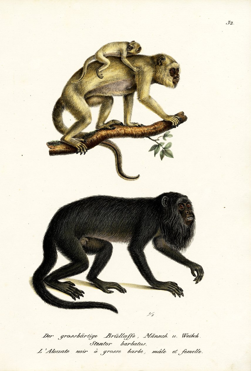 Singes hurleurs noirs, 1824 - Karl Joseph Brodtmann