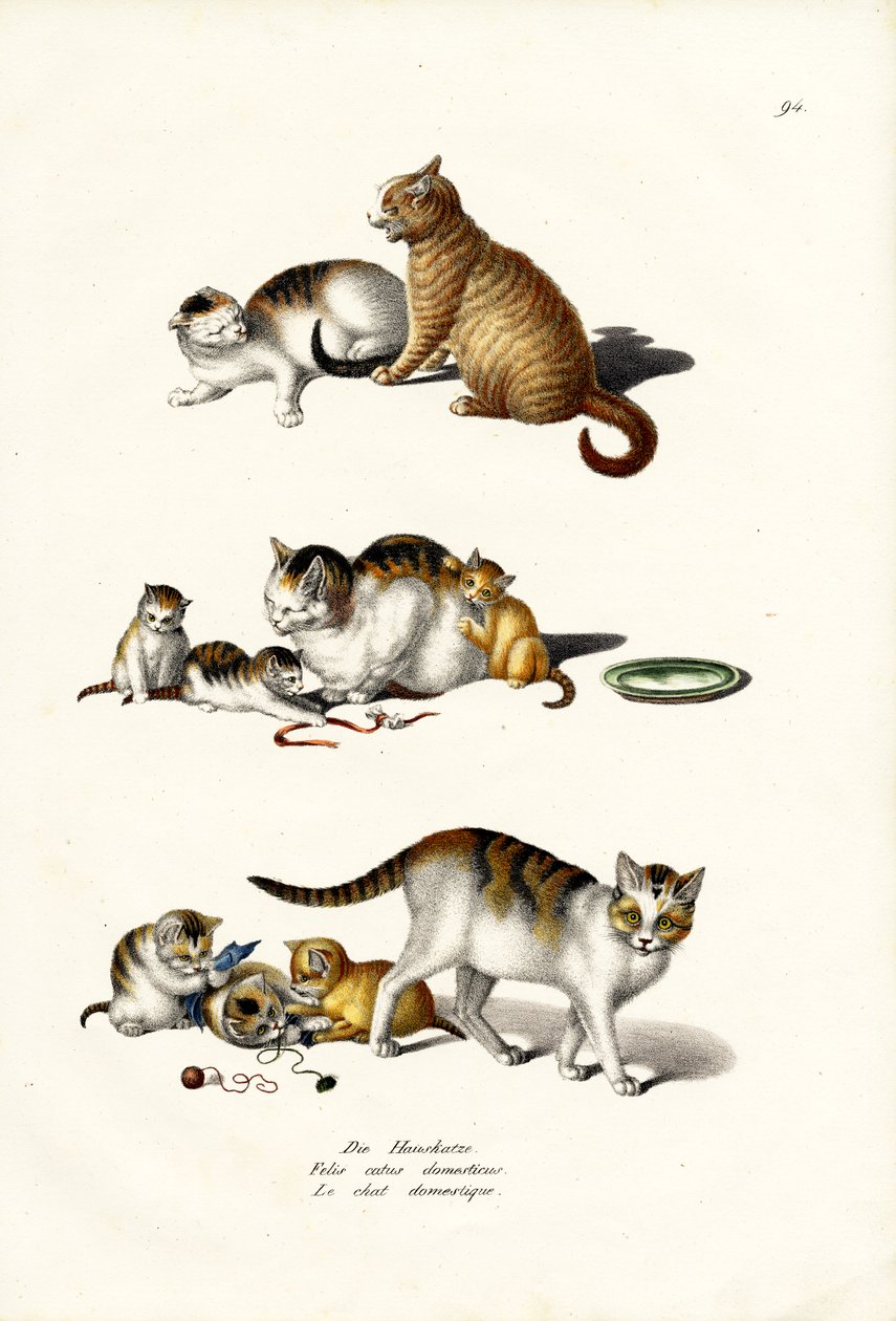 Chats domestiques, 1824 - Karl Joseph Brodtmann