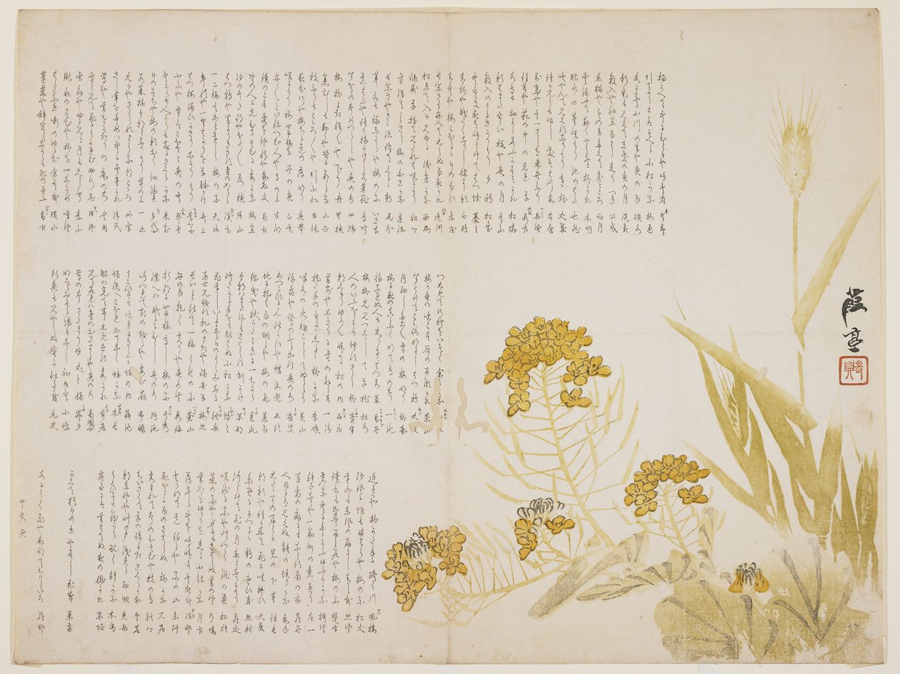 Fleur de colza et blé, 1854 - Katei