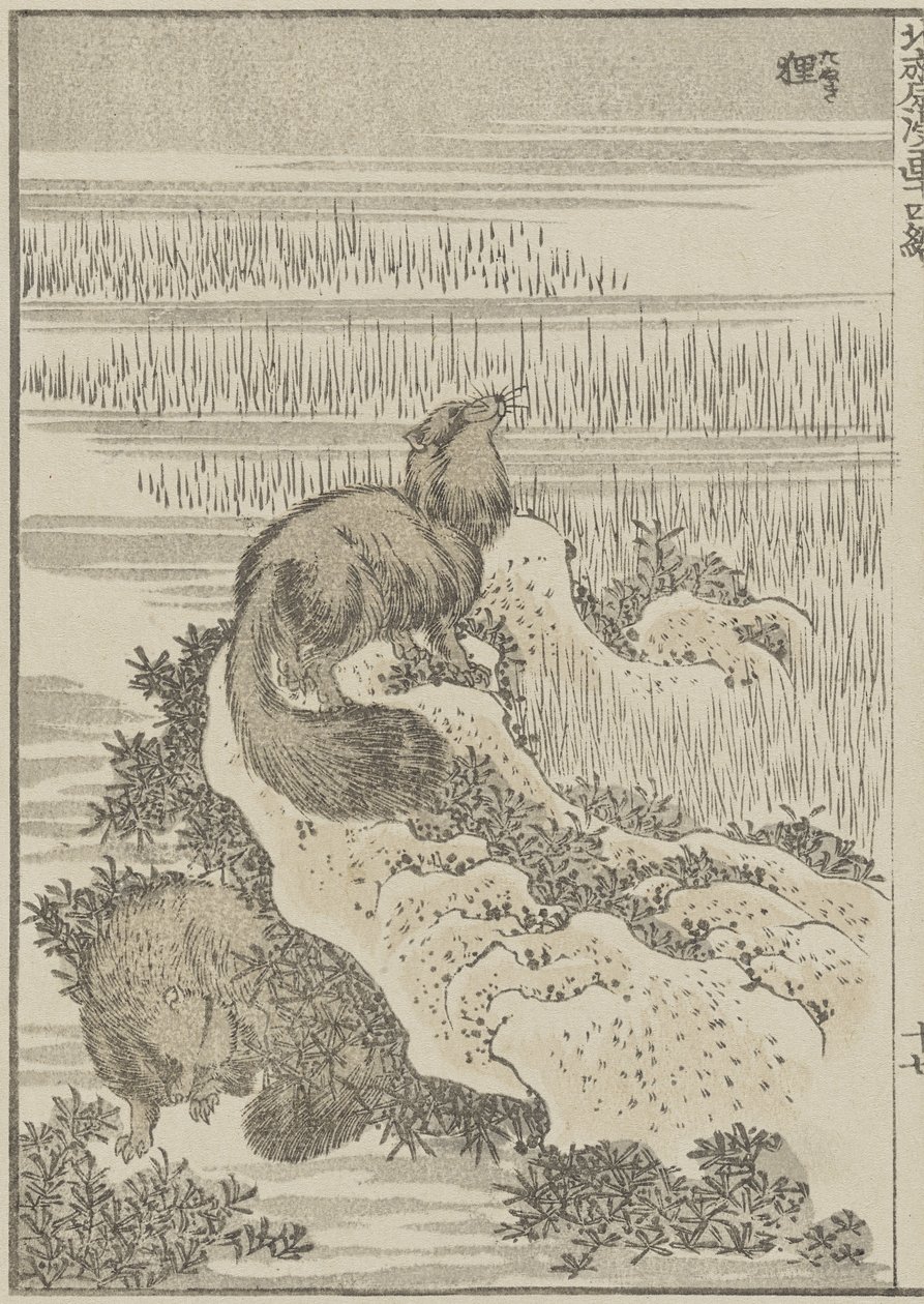 Blaireau, c. 1840 - Katsushika Hokusai