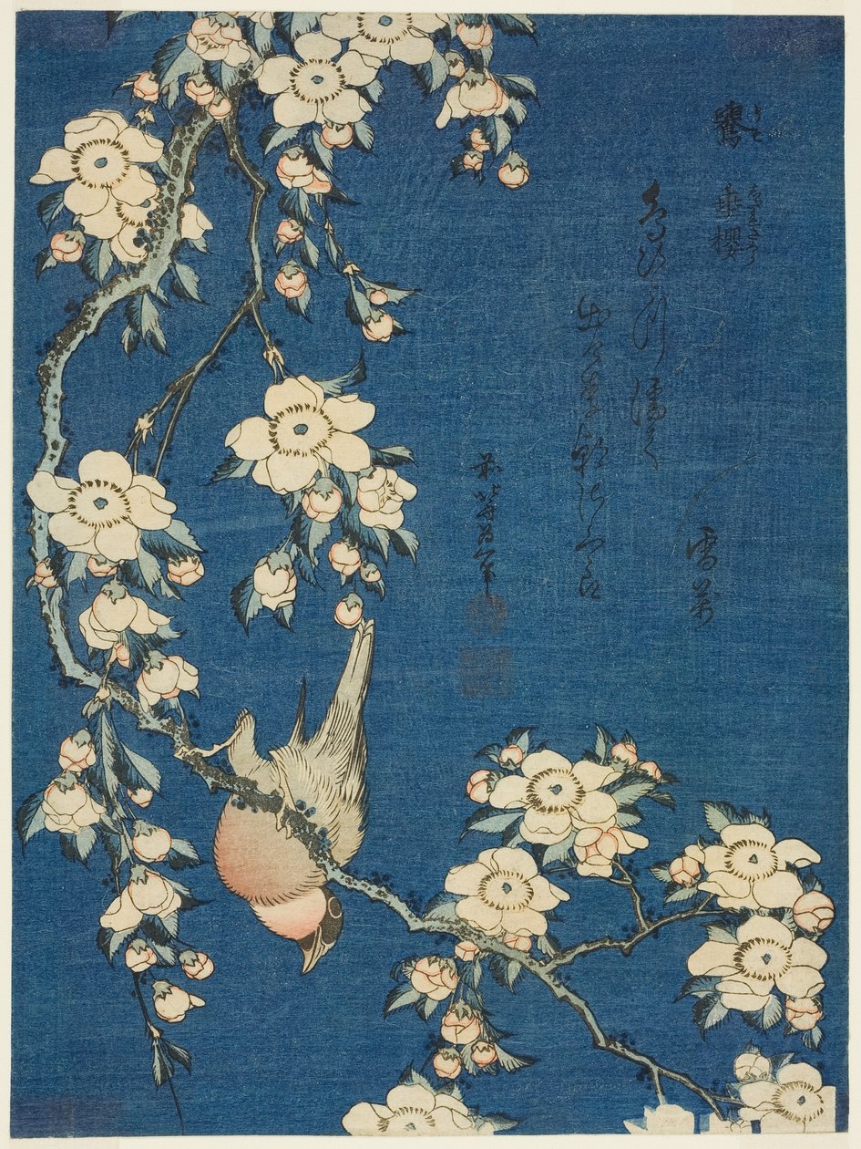 Bouvreuil et cerisier pleureur (Uso, shidarezakura) - Katsushika Hokusai