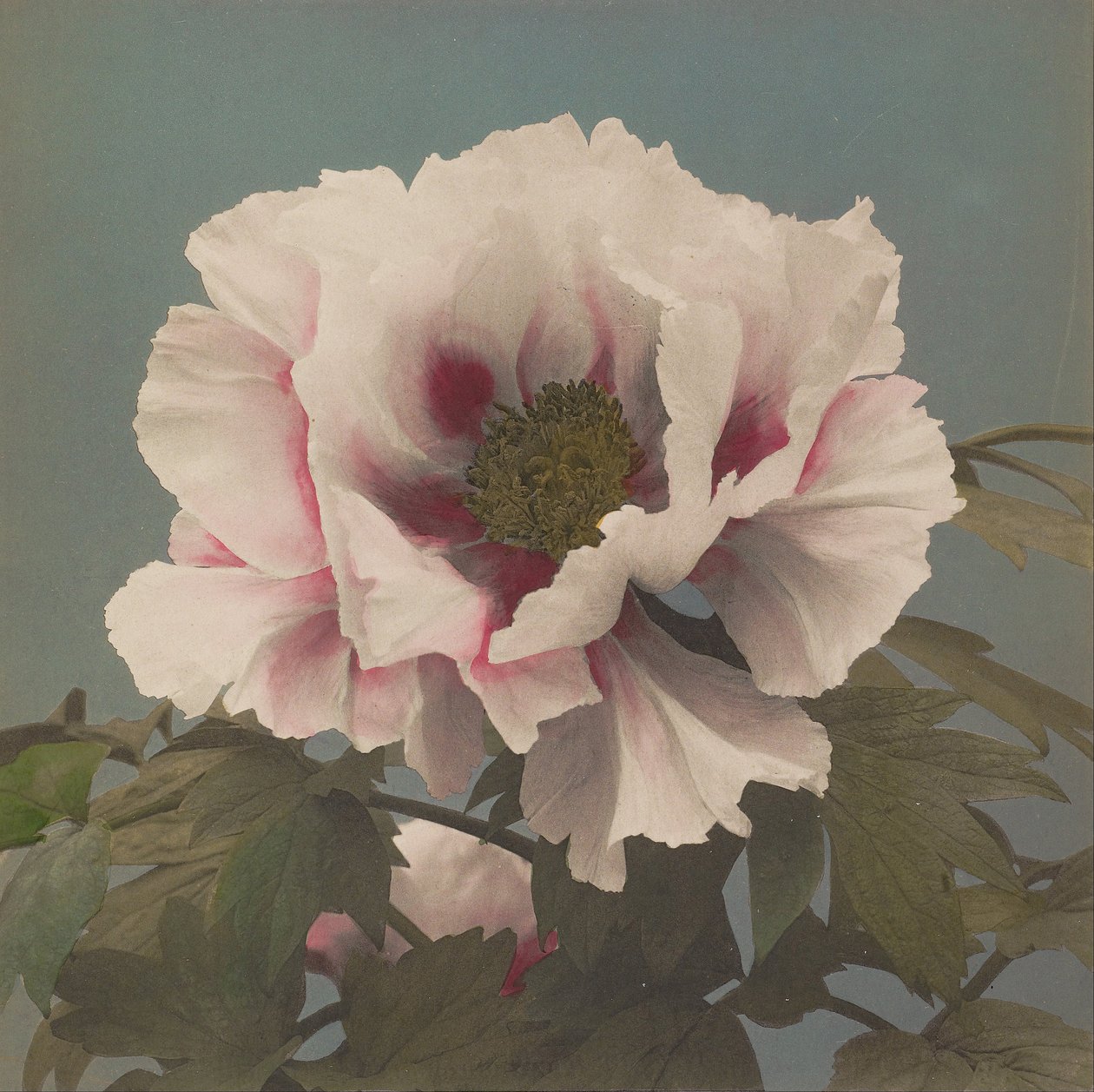 Pivoine arbustive - Kazumasa Ogawa