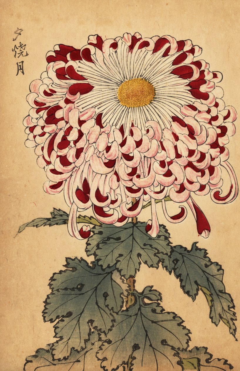 Chrysanthème hybride cramoisi et blanc cuillère, 1893 (gravure) - Keika Hasegawa