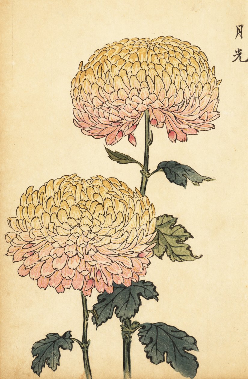 Chrysanthème hybride or et rose pompon, 1893 (gravure) - Keika Hasegawa