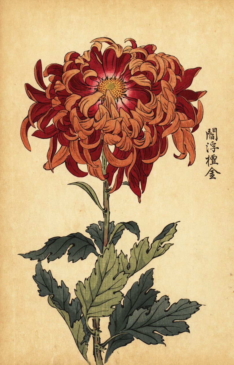 Chrysanthème hybride orange et cramoisi - Keika Hasegawa
