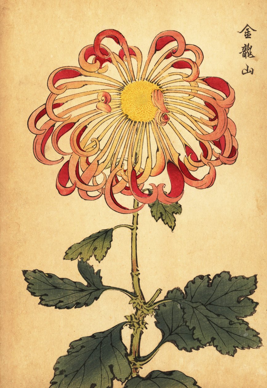 Chrysanthème hybride rose enroulé cuillère, 1893 (gravure) - Keika Hasegawa