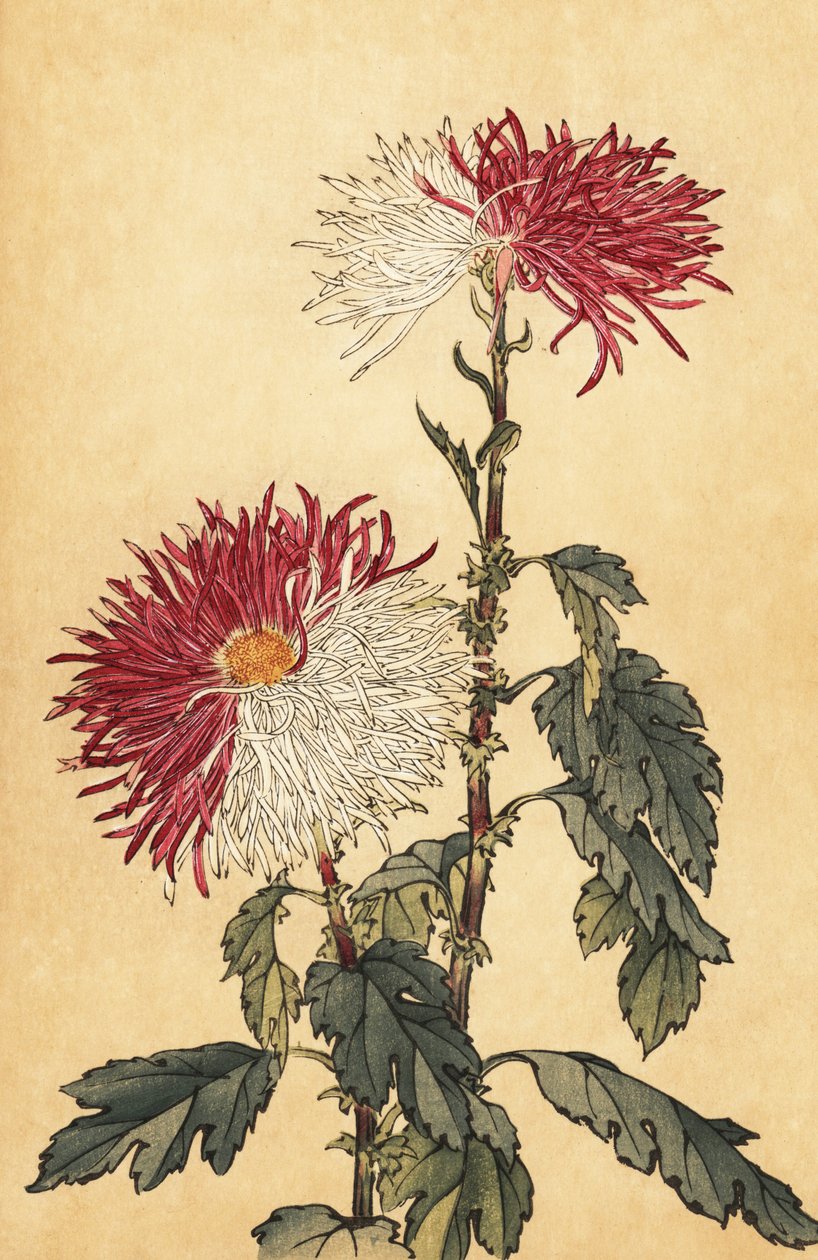 Chrysanthème hybride violet et blanc (gravure) - Keika Hasegawa