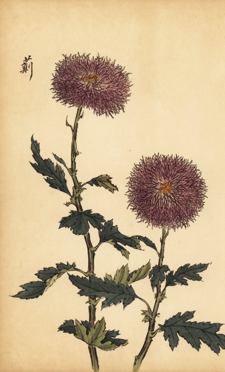 Chrysanthème hybride violet, 1893 (gravure) - Keika Hasegawa