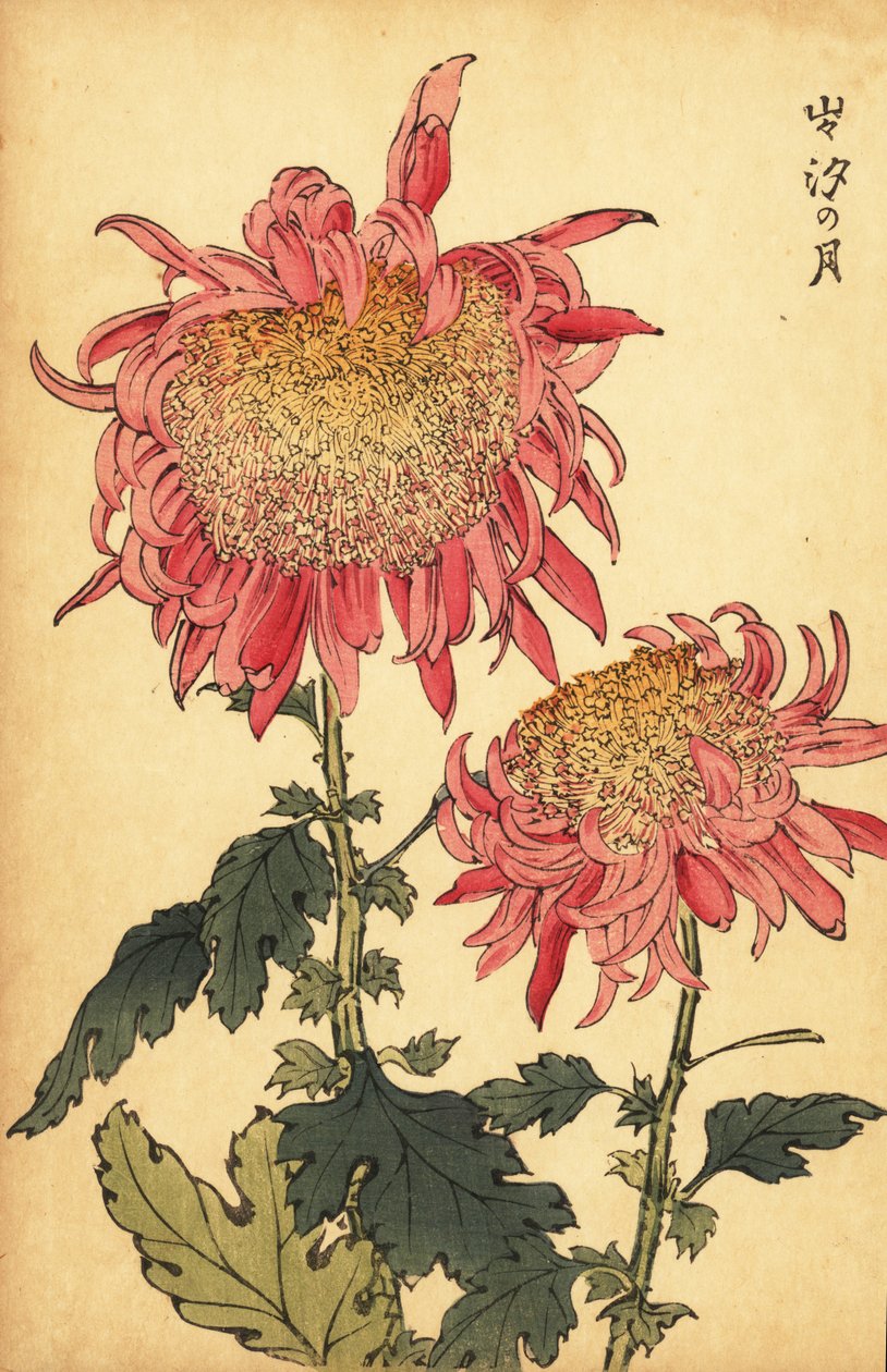 Chrysanthème hybride saumon-rose, 1893 (gravure) - Keika Hasegawa