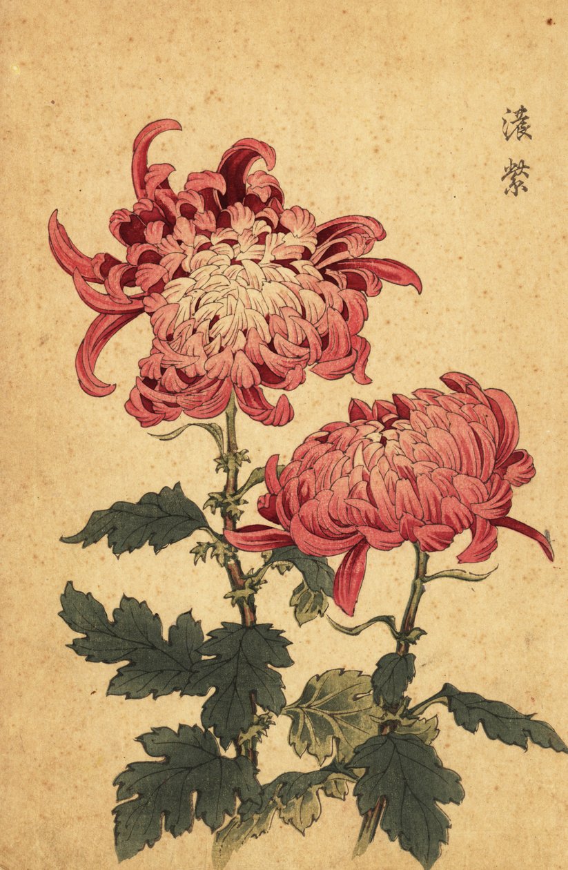 Chrysanthème hybride saumon-rose (gravure) - Keika Hasegawa