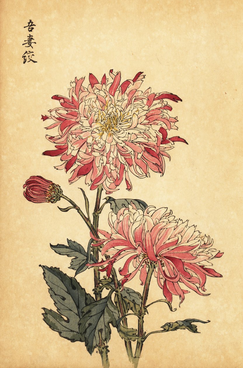 Chrysanthème blanc et rose panaché hybride - Keika Hasegawa
