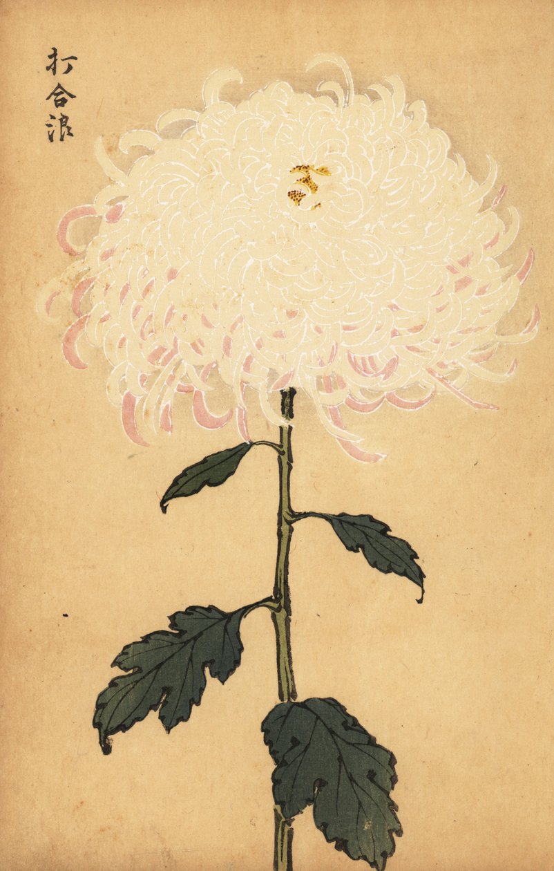 Chrysanthème blanc hybride - Keika Hasegawa