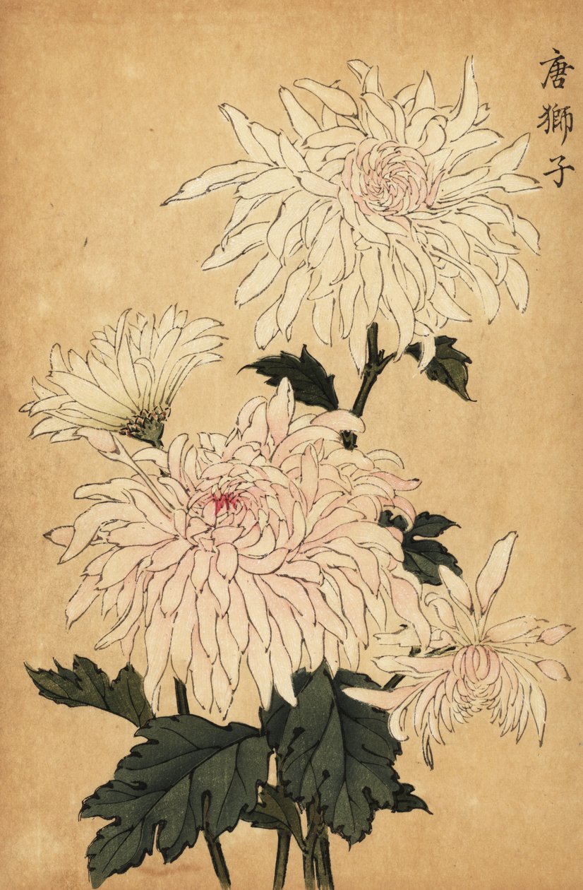Chrysanthème hybride blanc, Chrysanthemum indicum - Keika Hasegawa