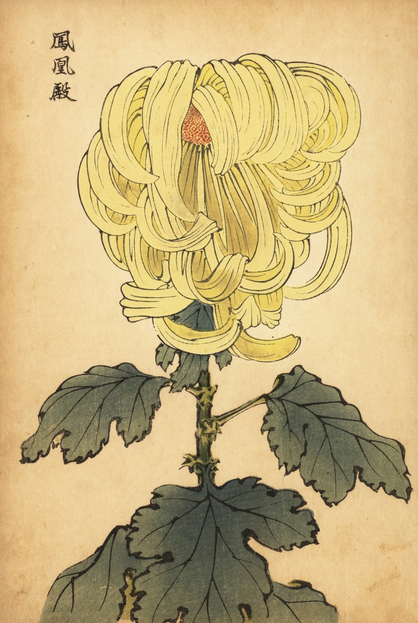 Chrysanthème hybride jaune incurvé, 1893 - Keika Hasegawa